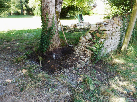 Le pourtour du noyer est dégagé; également en profondeur