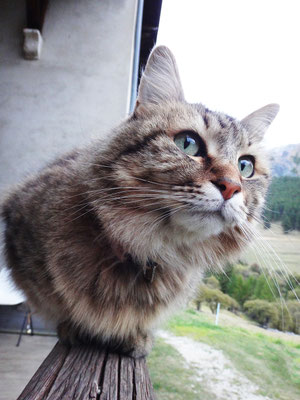 Câline, le chat de chantier de Luberon Patrimoine scrute les marmottes !