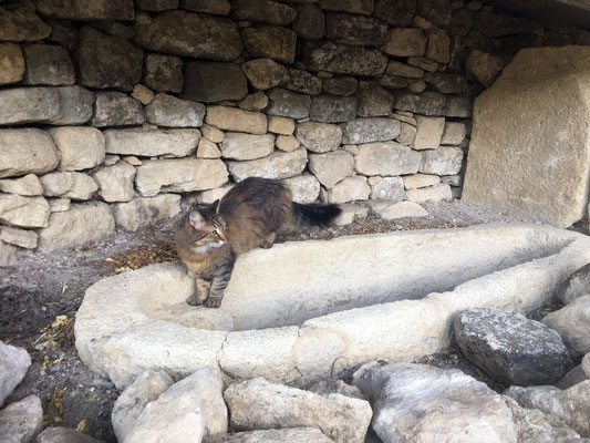 La voici sur l'une des tombes découvertes lors des fouilles du parvis. Il s'agit du sarcophage n°31 qui a été découvert tout proche de cet emplacement (le parvis de l'église faisait office de cimetière). Cette tombe a "accueilli" plusieurs squelettes. 