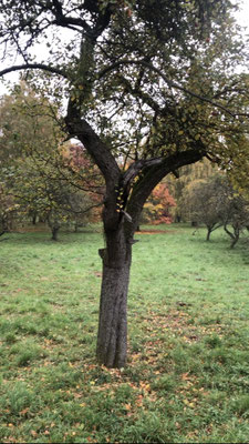 Hier ist immer noch ein Obstgarten.