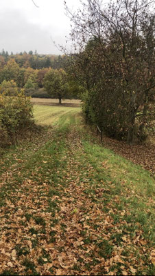 2025: Die gestrichelte Linie ist dieser Feldweg.