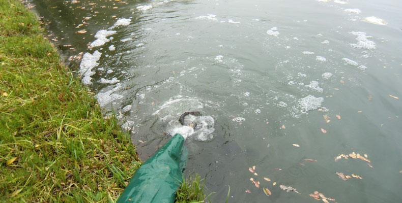 Fischbesatz am Bahnweiher