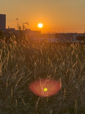 Ein sommerlicher, letzter Abend in der Schweiz.