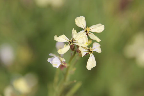 Wüstenblume