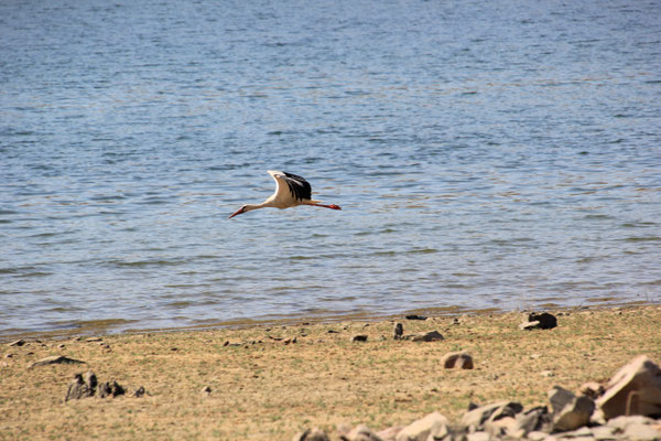 Storch am Standplatz