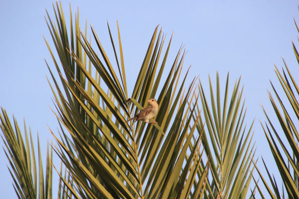 Vögelchen in Palme