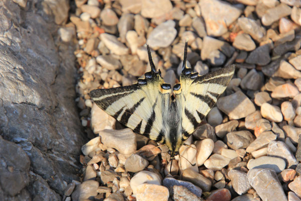 Besuch am Standplatz