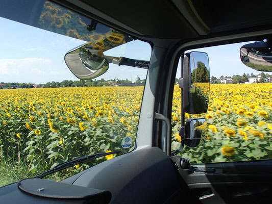 Sonnenblumenfeld auf der Fahrstrecke