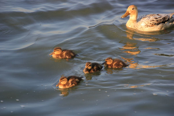 Steinhudermeer