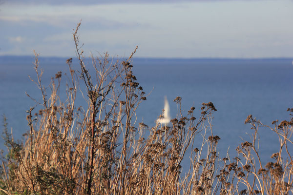 Ostsee bei Boltenhagen