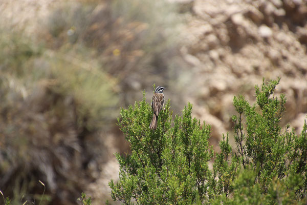 Vogel am Wegesrand