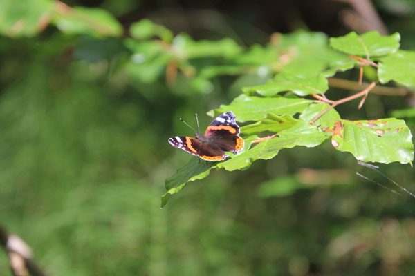 schöne Natur