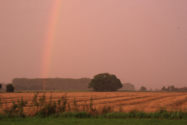 Abendstimmung Wisentgehege, Springe