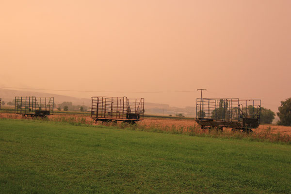 Abendstimmung Wisntgehege, Springe