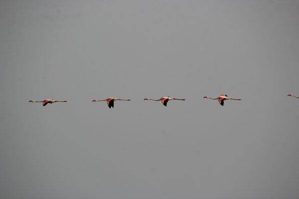 Flamingos Valli di Comacchio