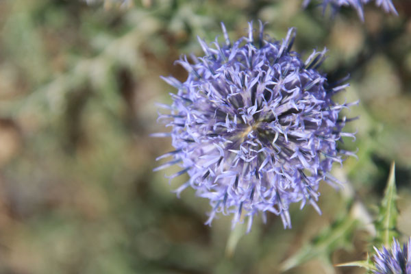 Blumen am Wegesrand