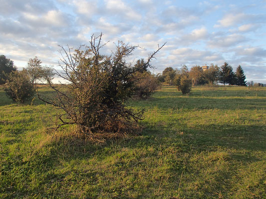 Abendlicht Nähe Grenzanlage