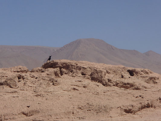 Vogelbegleitung 3. Stpl. Oued Draa, Piste Richt. Assa