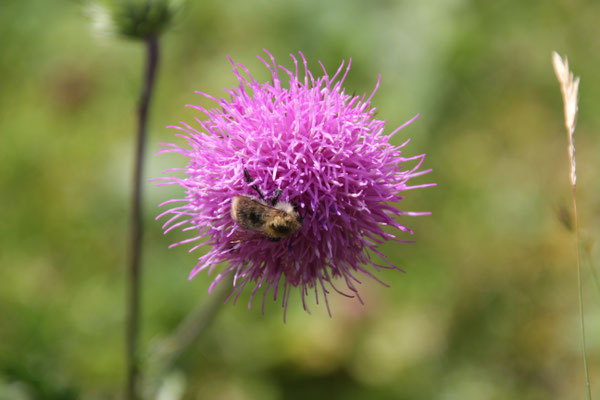 schöne Natur