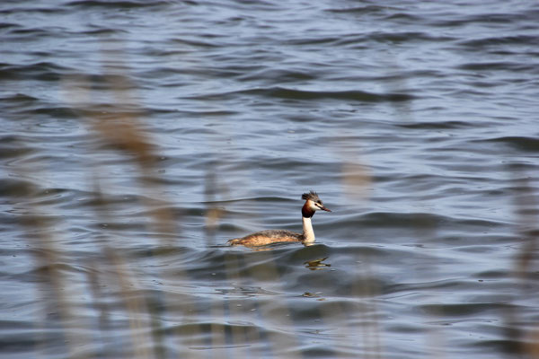 Steinhudermeer