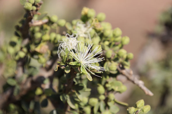 Bienenbaum