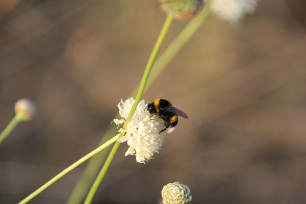 Hummel Los Mallos