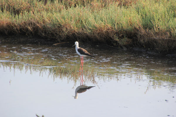 Nähe Comacchio Delta di Po