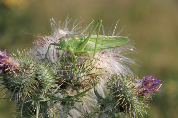 "Blattgrashüpfer" auf der Blumenwiese, "Lichtberg"