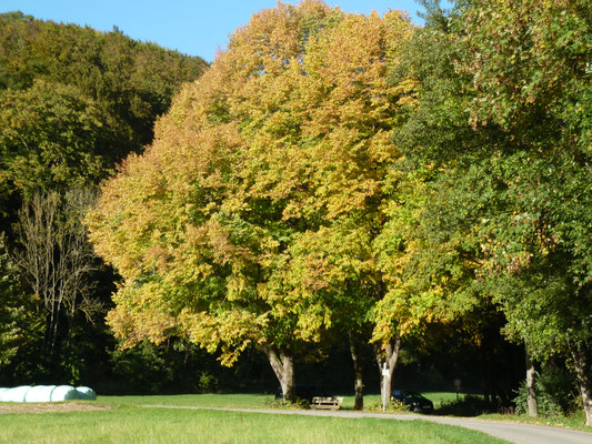 Herbstimpressionen