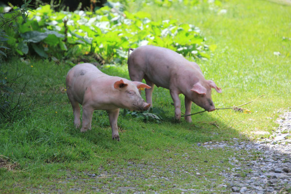 Schweine auf der Alm, Felber Tauern