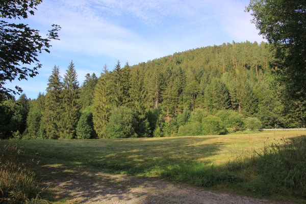 Nordschwarzwald, Tannenwald