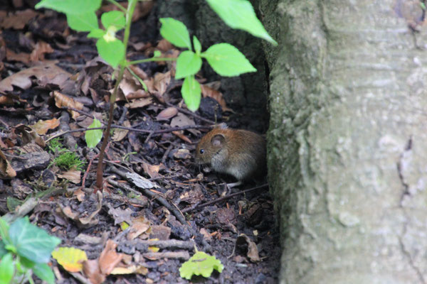 Maus im Wisentgehege, Springe