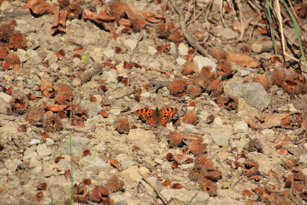 Schmetterling