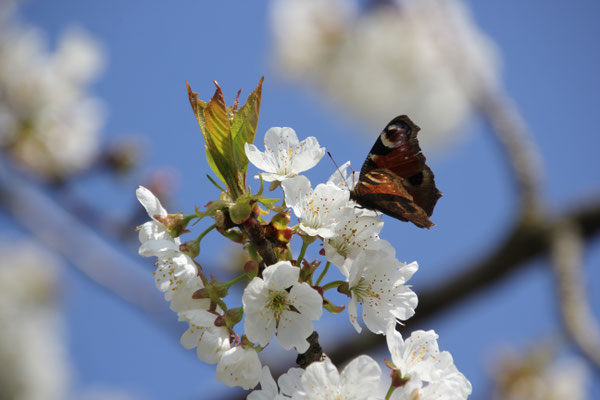 Frühling im Garten