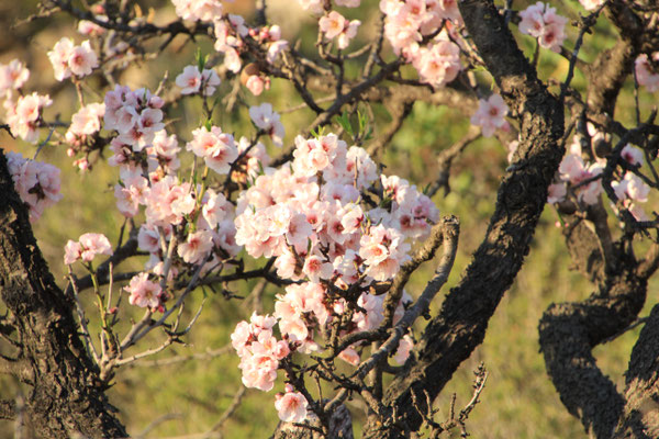 Mandelblüte