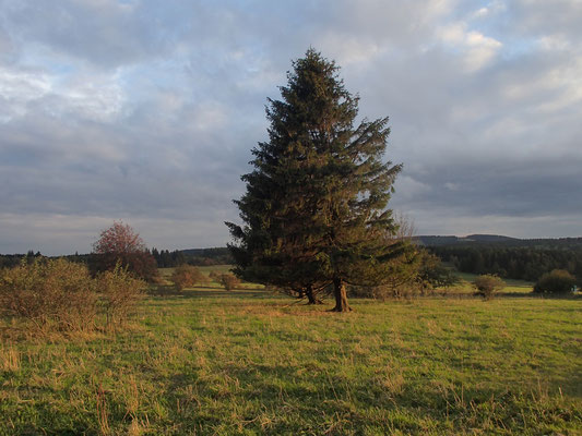 Abendlicht Nähe Grenzanlage