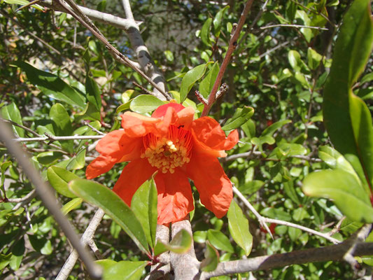 Granatapfelblüte am Platz