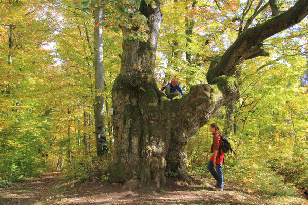 doppelte Eiche bei Ostheim