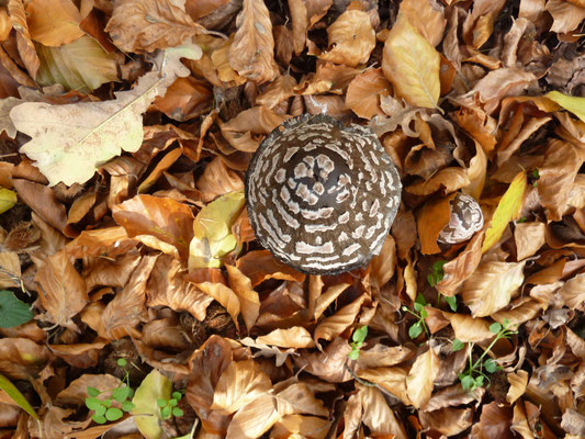 schöner Pilz