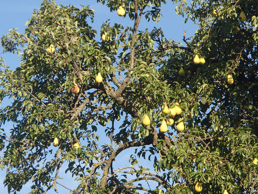 Herbstfrüchtebaum