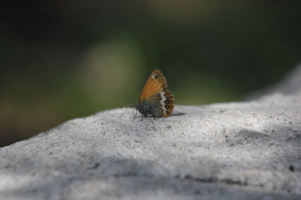 schöne Natur