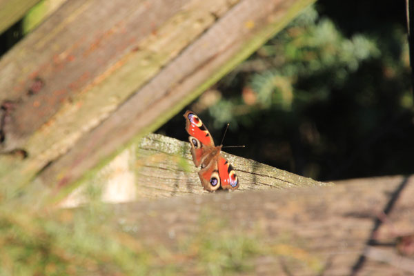 später  Schmetterling