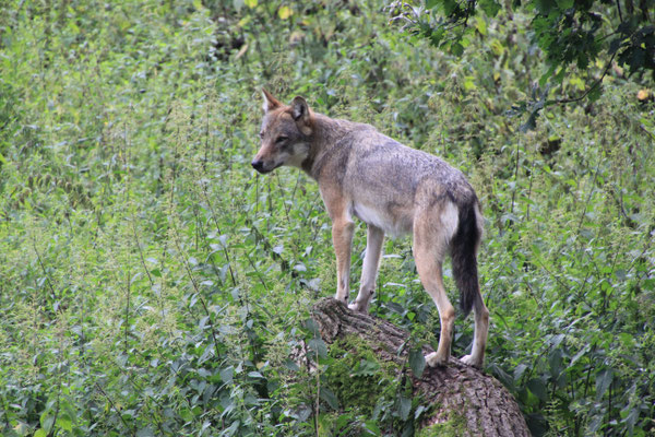 Wolf im Wisentgehege, Springe