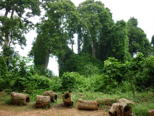 Forêt sacrée de Ouidah