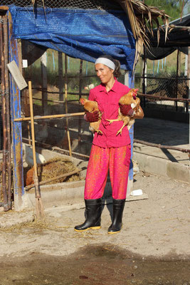 Hühner zügeln, Tierfarm Suanphuang