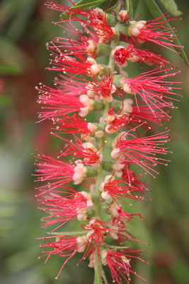 Blütenwunder an einem Baum, Cuc Phuong Nationalpark