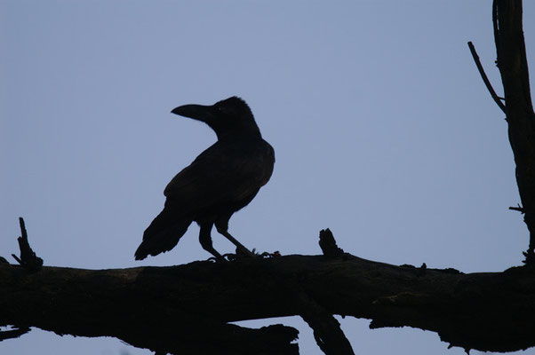 Corbeau à gros bec