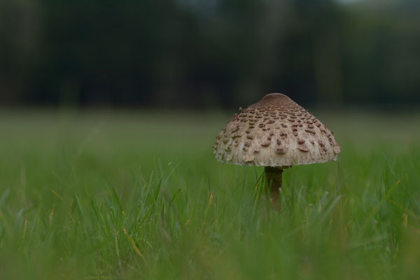 Parasol