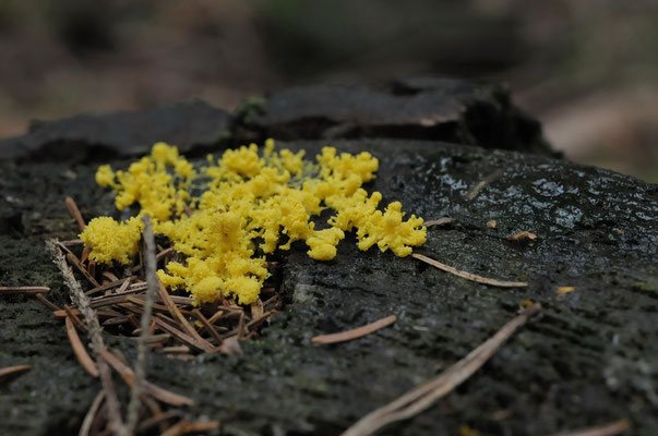 gelbe Lohblüte