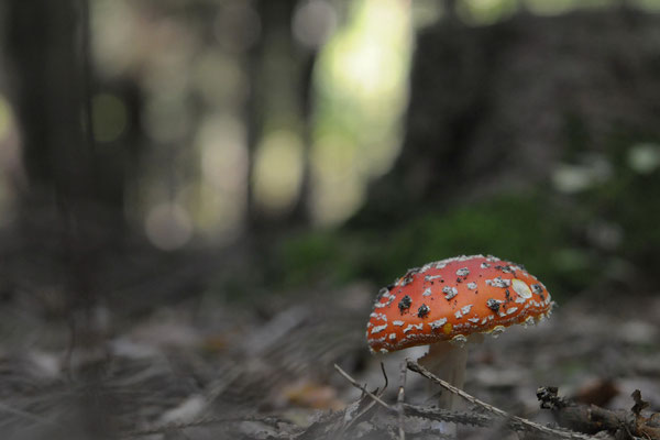 Fliegenpilz